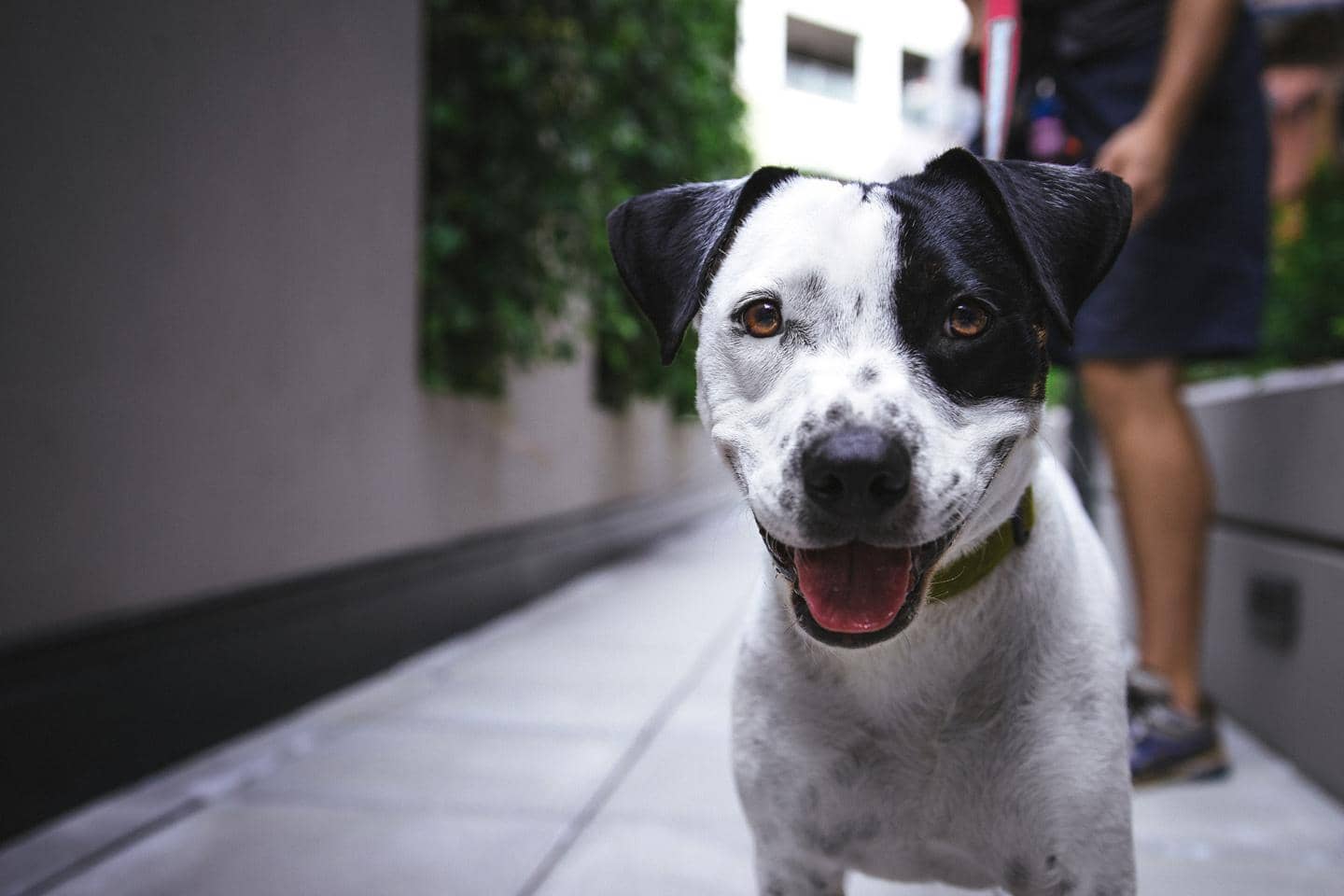 Hundeforsikring (foto)